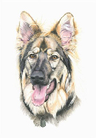 Coloured Pencil Drawing Dog