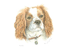 Coloured Pencil Drawing Dog