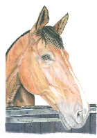 Coloured Pencil Drawing Horse