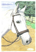 Coloured Pencil Drawing Horse