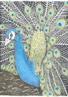 Coloured Pencil Drawing Peacock