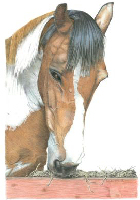 Coloured Pencil Drawing Horse