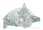 Coloured Pencil Drawing Cat