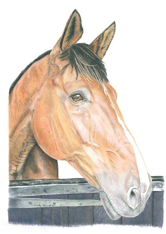 Pencil Drawings and Artwork by Pencil Artist Linda Brand