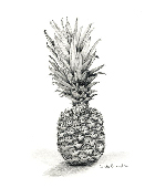 Graphite Pencil Drawing Pineapple